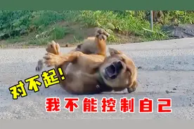 狗狗总毫无预兆倒地抽搐发抖，身体仿佛不受控制，它到底怎么啦？视频封面