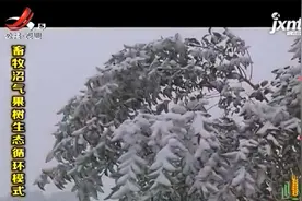 养羊同时种樱桃，将羊粪变成有机肥，生态循环模式好处真的太多了视频封面