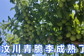 汶川三宝之一青脆李成熟了，又脆又大又甜，欢迎大家品尝！视频封面