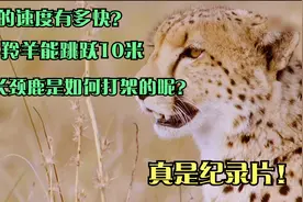 猎豹的速度有多快？羚羊能跳跃10米，那么长颈鹿是如何打架的呢？视频封面
