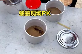 实拍河南蛐蛐市场交易，10一只的蛐蛐和上千元的啥区别？现场比拼视频封面