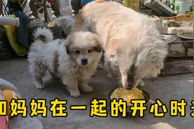 狗妈妈能陪自己的小狗慢慢长大，这应该是小狗最大的福气了吧？视频封面