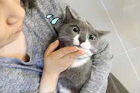 家里的猫猫长黑头了？这年头猫都得用化妆品了 【慧珠和猫】视频封面