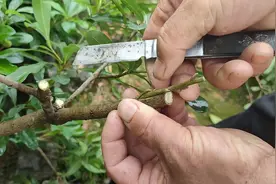 杨梅嫁接怎么做？老杨这个方法很详细，嫁接成活率有保障！视频封面