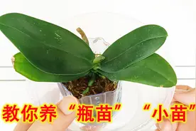 蝴蝶兰瓶苗、小苗怎么养？教你一招，快速把它养大养开花！视频封面