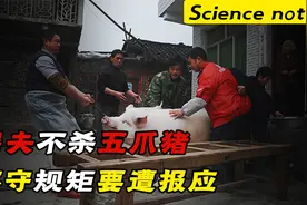 杀猪的行业禁忌，屠夫不杀五爪之猪，你知道是为什么吗？
