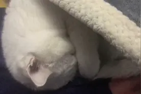 猫咪睡着了，给它盖上被子！视频封面
