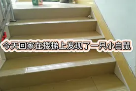 真奇怪，在楼梯上居然有一只小白鼠不知道可以带回去跟猫一起养不视频封面