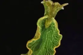 能进行光合作用的动物，基因神偷，仅存在美国的绿叶海蛞蝓视频封面
