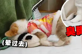 缺德主人拿陈年臭鞋给孩子闻，孩子当场窒息了！视频封面