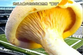 地球上最大的生物-蘑菇视频封面