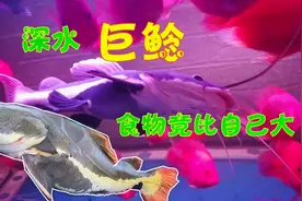 50公分的深水巨鲶招财猫，隔壁阿姨的加餐，这么大都能一口吞视频封面