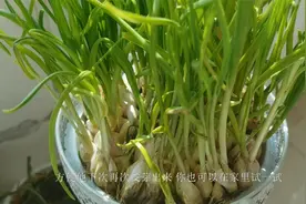 水培大蒜原来这么简单，这么做天天都能吃到新鲜的蒜苗，快来试试视频封面
