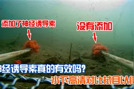 夏季饵料里面添加神经诱导素，钓鱼什么效果？水下高清视频呈现！