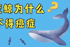 为什么蓝鲸不得癌症？这视频告诉你答案视频封面