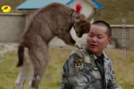 戍边战士竟在哨所收养了只小岩羊，小岩羊调皮捣蛋甚是可爱视频封面