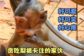 小猴子吃梨被卡在腮帮子这里，来看看它是怎么弄出来的！精彩！视频封面