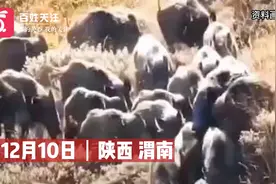 渭南回应招募赏金猎人：每打一头野猪奖2500 不能下毒不可用枪视频封面