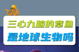 三心九脑 违背进化论的章鱼 为何说不是地球生物？视频封面