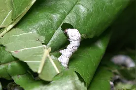 桑蚕如何养殖？注意这2点，蚕宝宝就能健康快速长大成茧