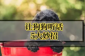 让狗狗听话的5个小妙招，你知道多少？视频封面