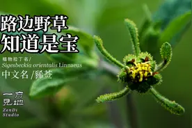 认识是宝，豨莶，可以独立成方的本草视频封面