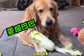 金毛装可爱出门炸街，没人夸啪啪打脸，啃着白菜委屈碎碎念视频封面