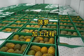 揭秘菠萝加工过程 菠萝好吃还是凤梨好吃。视频封面