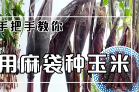 教你再阳台种植黑玉米的方法，自己种的吃起来是真的香视频封面