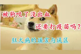 被狗咬了没出血 还要打疫苗吗？狂犬病的谣言与误区视频封面