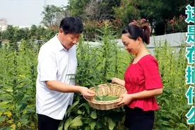 这个叶子是个宝，它的功效可不少，赶紧收藏起来吧，错过等一年视频封面