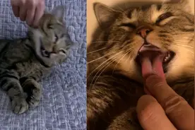 做“狗”还是你行！男子拧睡着的猫腮帮子狂甩，脑浆差点给摇匀了视频封面
