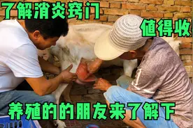 如何快速解决奶山羊乳房发炎，农村养羊大叔有妙招，来欣赏了解下视频封面