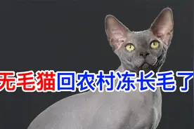 无毛猫回农村冻长毛了视频封面