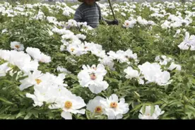 药用白牡丹浑身都是宝，农村种植前景如何？你们那里有这种植物吗视频封面