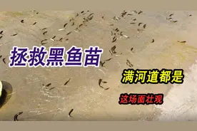 野生池塘水满溢出，黑鱼苗满河道都是，大坤携小伙伴展开拯救行动视频封面