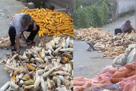 八旬老奶奶趁邻居下地干活，默默帮忙扒玉米“两亩地都快扒完了”视频封面