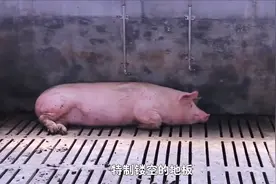 为什么美国的猪肉,一斤才卖4元,看完养殖加工过程就明白！视频封面