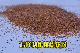 怎样制作桃树花粉，制作花粉的时候又怎样采集花朵视频封面