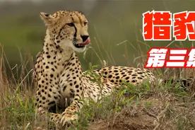 草原上也有渣豹，每一天都会与不同雌性玩耍，猎豹纪录片<3>视频封面
