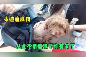 同一天两只流浪狗被救，救助的道路非常艰辛，从此不在流浪有家了视频封面