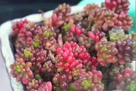 红色浆果千万别种错，这点很关键，学会冬天也能轻松养爆盆视频封面