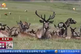 肃南：祁连山下赏马鹿视频封面