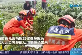 真吓人！龙岩永定一水沟里惊现2米长的大蟒蛇，消防员合力抓捕视频封面