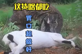 世界上最大的蜥蜴科莫多巨蜥的胃口超级好 陆地爬行动物几乎都吃视频封面