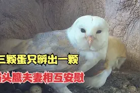 雌性猫头鹰3颗蛋孵出一颗，雄性猫头鹰不责怪反而安慰，太有爱了视频封面