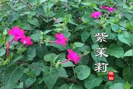 “紫茉莉”又叫胭脂花、煮饭花！叶子和根有妙用，难怪大家喜欢种视频封面