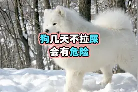 狗几天不拉屎会有危险视频封面