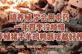 搞养殖 学会用中药，一年四季没烦恼，养殖猪牛羊鸡鸭鹅啥都好养视频封面
