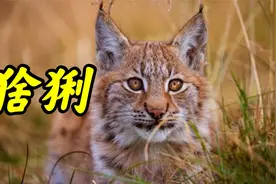 禁养猫科动物五虎上将第四弹，猞猁
